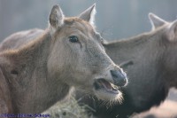 /album/fotogalerij/img-0305-jpg/