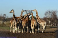 /album/fotogalerij/img-0325-jpg/