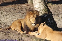 /album/fotogalerij/img-0350-jpg/