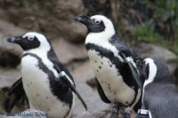 /album/fotogalerij-burgers-zoo/img-0044-jpg/