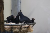 /album/fotogalerij-burgers-zoo/img-0060-jpg/