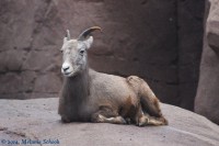 /album/fotogalerij-burgers-zoo/img-0068-jpg/