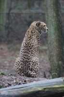 /album/fotogalerij-burgers-zoo/img-0079-jpg/