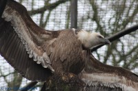 /album/fotogalerij-burgers-zoo/img-0116-jpg/