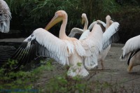 /album/fotogalerij-burgers-zoo/img-0120-jpg/