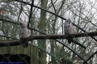 /album/fotogalerij-burgers-zoo/img-0125-jpg/