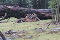 /album/fotogalerij-burgers-zoo/img-0180-jpg/