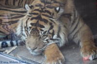 /album/fotogalerij-burgers-zoo/img-0183-jpg/