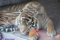 /album/fotogalerij-burgers-zoo/img-0184-jpg/