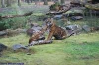 /album/fotogalerij-burgers-zoo/img-0186-jpg/