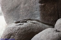 /album/fotogalerij-burgers-zoo/img-0204-jpg/