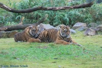 /album/fotogalerij-burgers-zoo/img-0192-jpg/