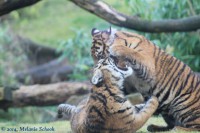 /album/fotogalerij-burgers-zoo/img-0195-jpg1/