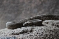 /album/fotogalerij-burgers-zoo/img-0205-jpg/