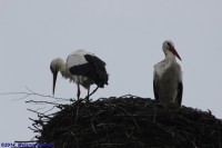 /album/fotogalerij-landschap/a00-img-0734-jpg/