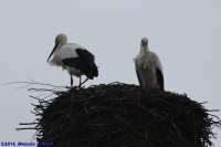 /album/fotogalerij-landschap/img-0732-jpg/