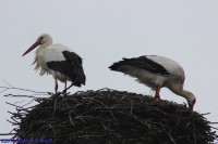 /album/fotogalerij-landschap/img-0735-jpg/