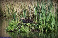 /album/fotogalerij-landschap/img-0920-jpg/