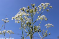 /album/fotogalerij-landschap/img-1161-jpg/