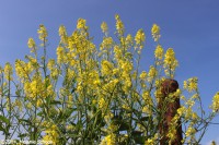 /album/fotogalerij-landschap/img-1176-jpg/