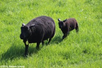 /album/fotogalerij-landschap/img-1181-jpg/