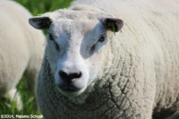 /album/fotogalerij-landschap/img-1182-jpg/